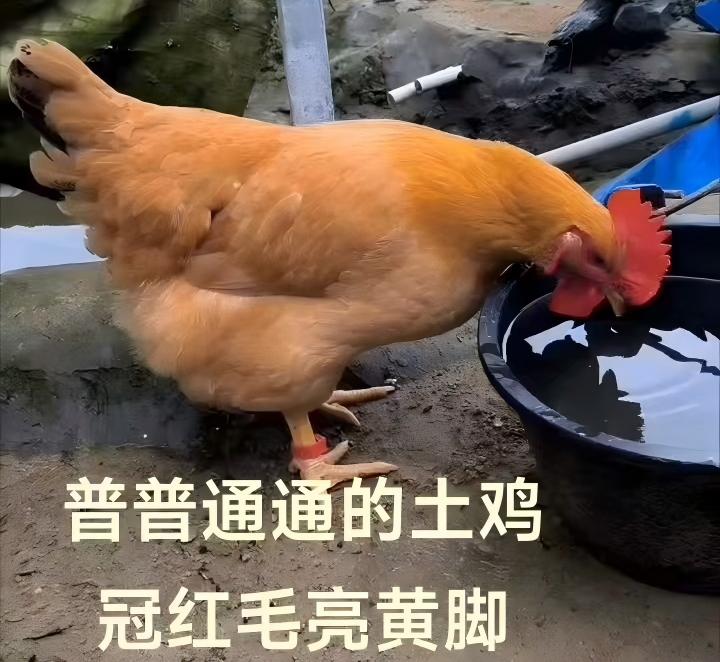 普普通通的土鸡